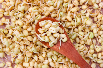 Sprouts From Mung Beans in Wooden spoon with sprouts background. Food ingredients