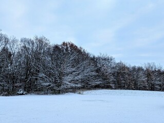 Treeline with Snow