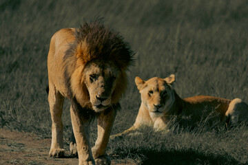 lions in the plains of africa