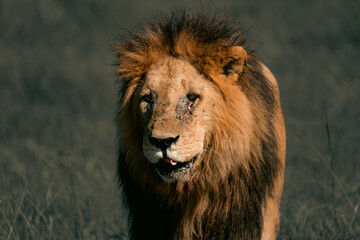 lions in the plains of africa