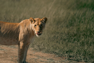 lions in the plains of africa