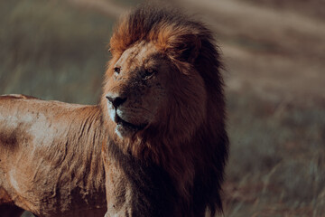 lions in the plains of africa