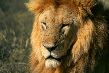 lions in the plains of africa