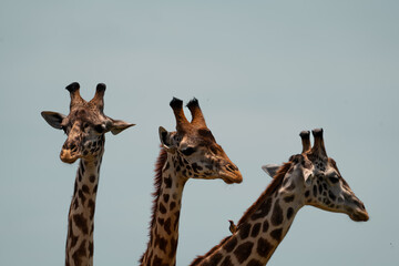 giraffes in the plains of africa
