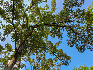 The beautiful looking up view at green tree in forest with blue sky.