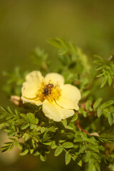 Beautiful Flowers Blooming in the Garden