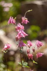 Beautiful Flowers Blooming in the Garden