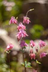 Beautiful Flowers Blooming in the Garden