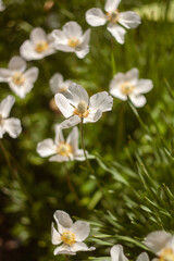Beautiful Flowers Blooming in the Garden