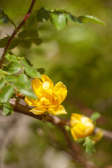Beautiful Flowers Blooming in the Garden