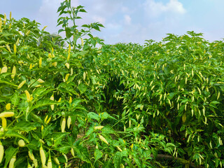 The good view of light green garden birds eye chilli with blue sky.