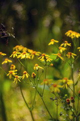 Beautiful Flowers Blooming in the Garden