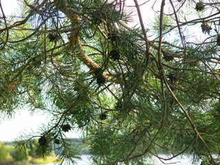 long needles on pine branches