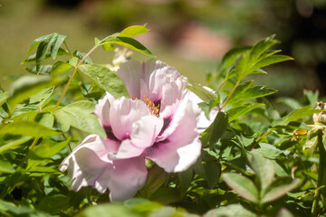 Peonies in the Garden: A Blooming Paradise