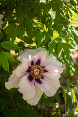Peonies in the Garden: A Blooming Paradise