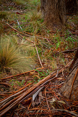 Ramas arboles Tandil BS As