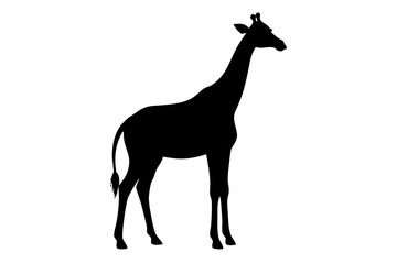 giraffe isolated on white