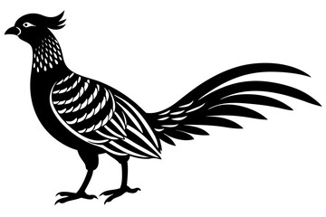 rooster isolated on white background