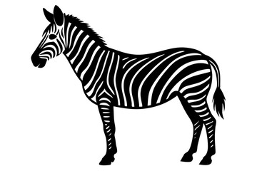 zebra vector illustration © loveley0190