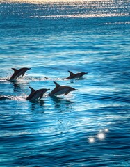 A dolphin pod swimming playfully near the surface of the ocean, with reflections of the sun