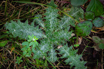 Hierbas Tandil BS As