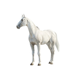 Obraz premium White Horse Standing