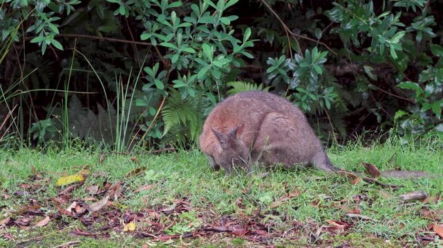 Swamp Wallaby, Wallabia bicolor, is one of the smaller kangaroos. 