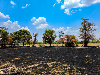The burning the black rice fields after harvest, .destroy the atmosphere make global warming.