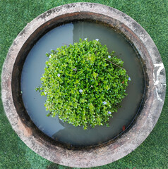 The beautiful purple flower bloom with green leaves in water basin.