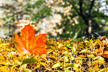red maple leaf lies on a bush in the park. large autumn maple leaf. maple leaf in the park in autumn