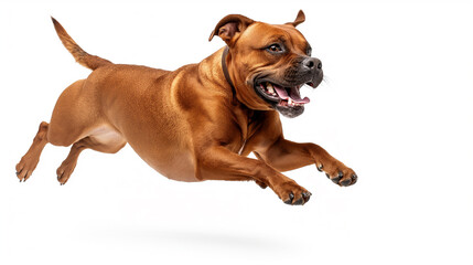 Obraz premium Powerful male dog leaping with mouth open front side isolated on white