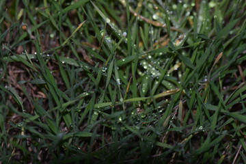 Green grass with dew drops close-up. Natural background