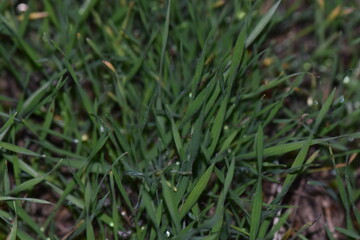 Green grass with dew drops close-up. Natural background