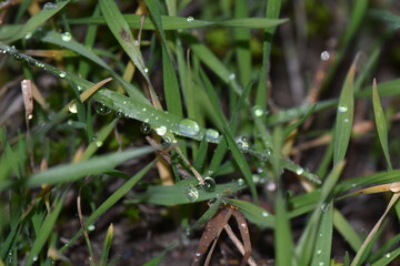 Green grass with dew drops close-up. Natural background