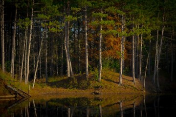 Fototapete bei efototapeten.de bestellen   