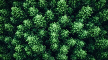 Lush Green Forest Canopy Aerial View Showcasing Dense Tree Coverage, Vibrant Foliage, and Nature's Breathtaking Patterns for Scenic and Eco-Friendly Themes