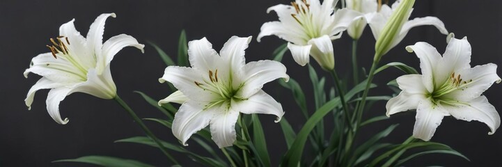 Obraz premium fresh and clean white lily flowers with green stems, foliage, simple, stems