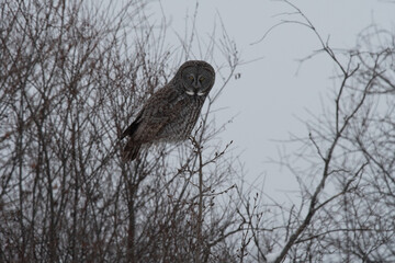 Great grey owl perched
