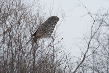 Great grey owl perched