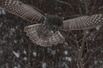 Great grey owl hunting
