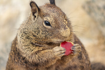 Ground Squirrel Eating an Apple on the Rocks