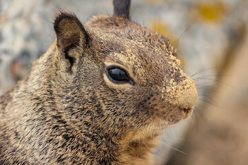 Playful California Ground Squirrel in a Rocky Environment
