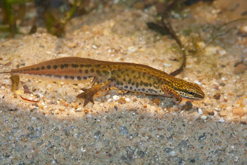 Close-up on a male European Palmate newt, Lissotriton helveticus underwater