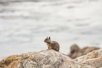 Fototapeta premium Rock-Dwelling Ground Squirrel in its Natural Habitat