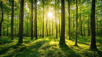 Obraz premium Sunlit forest with moss-covered ground and tall trees.