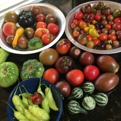 Colorful garden harvest, tomatoes and peppers
