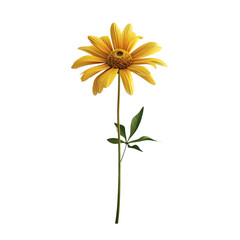 Fototapeta premium Yellow Daisy Flower Isolated on White