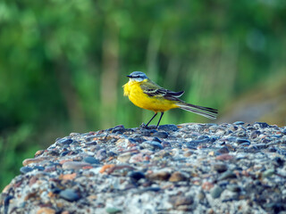 Male of Western yellow wagtail perching on a ground. The smallest representative in the wagtail family. Bird watching. Ornithology. Close-up