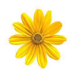 Obraz premium Yellow Flower Close Up