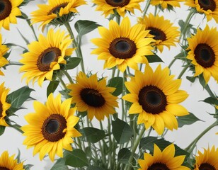 Obraz premium Bright yellow sunflowers arranged in a loose bouquet on a crisp white background, flowers, floral, garden